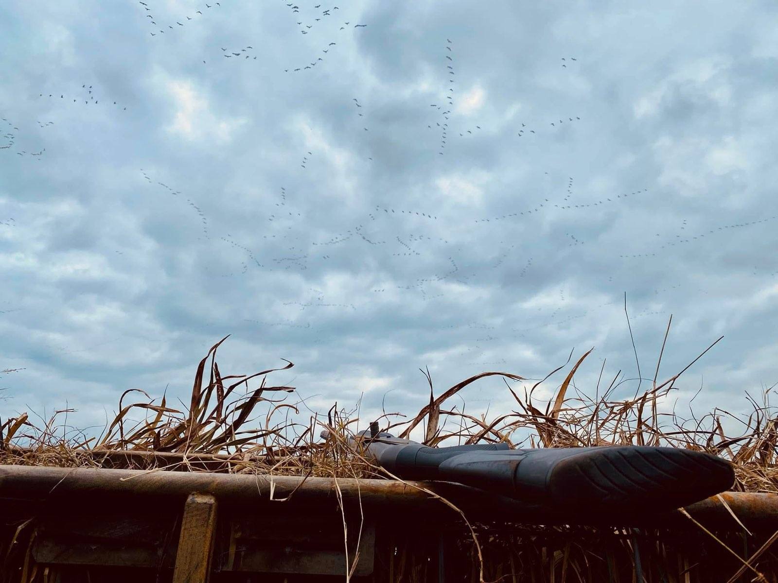 Thousands of waterfowl working over a private blind on the Grand Prairie — Stuttgart, Arkansas