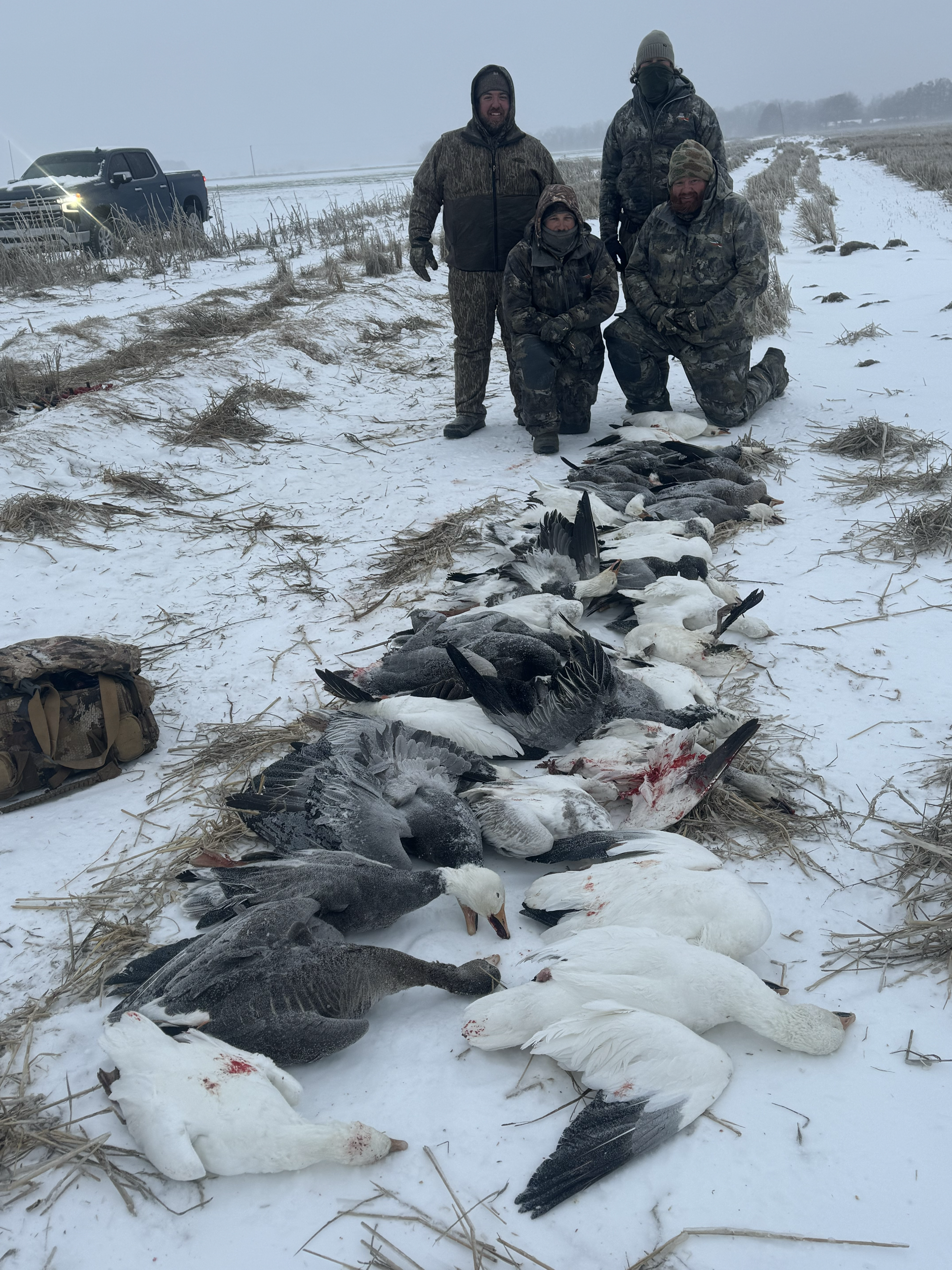 Snow Goose Hunt Near Stuttgart