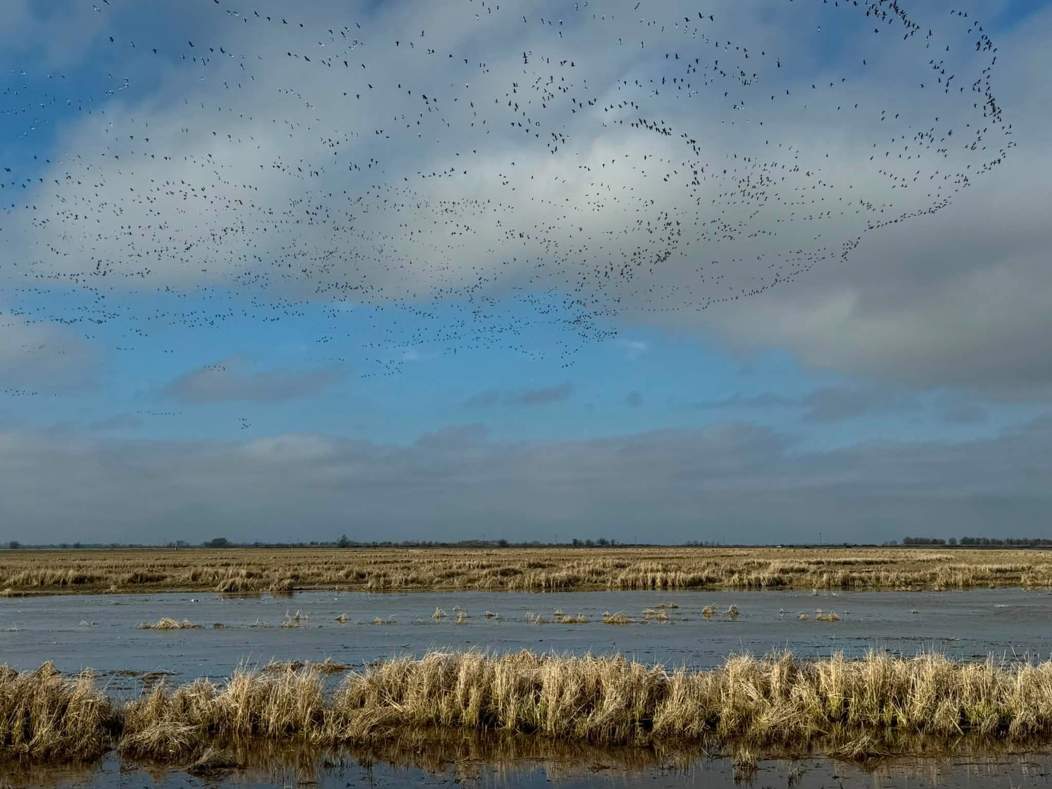 Thousands of waterfowl filling the sky over flooded rice fields on the Arkansas Grand Prairie near Stuttgart, Arkansas