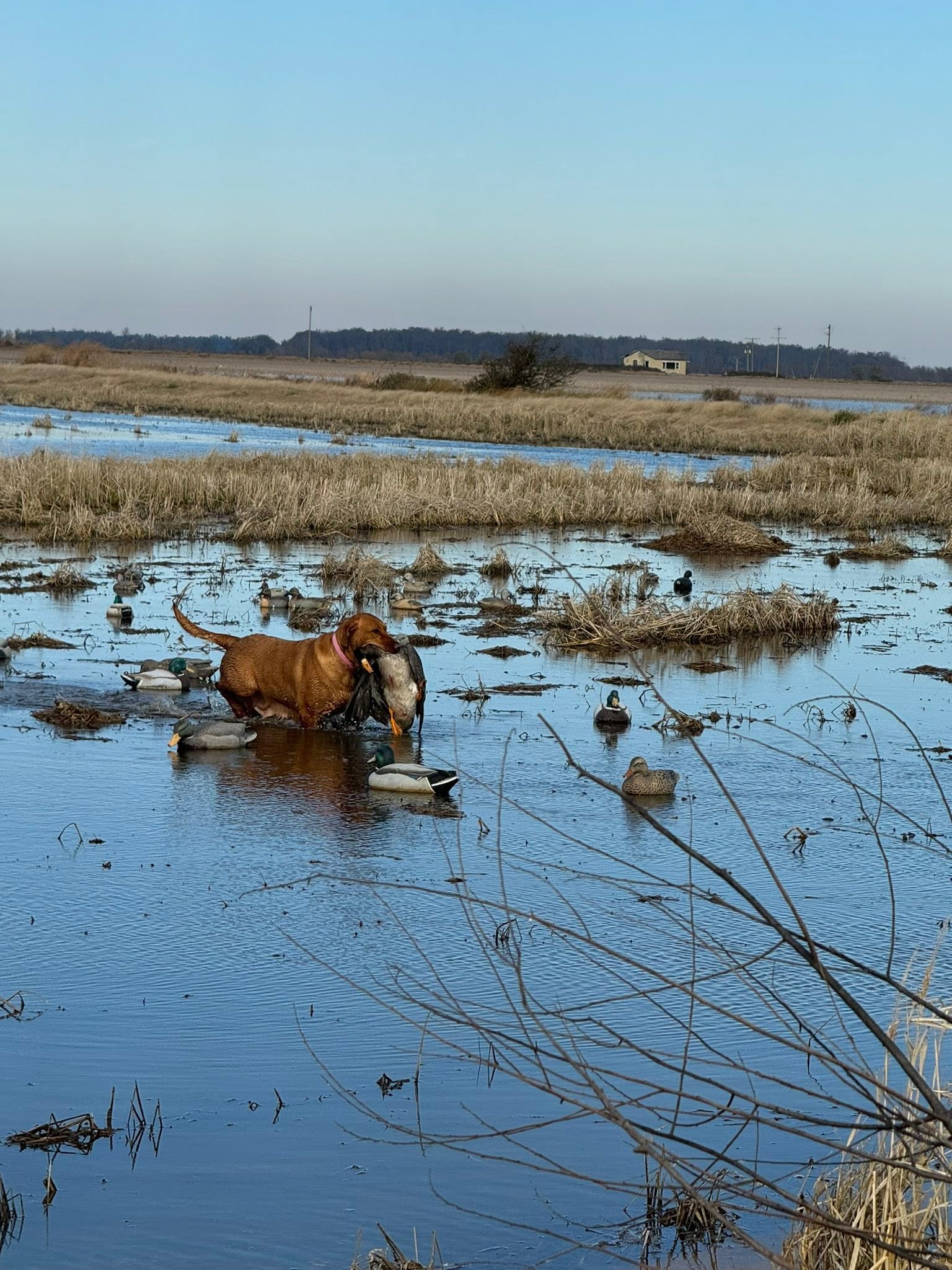 Fox red Labrador retriever bringing a duck back to hand through a decoy spread in Stuttgart, Arkansas